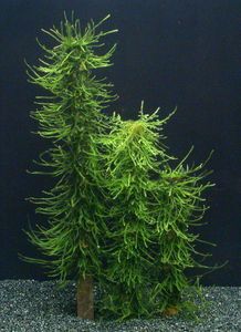 NEU! Moos Säule 30 cm  / Green Moss Stack,  Bambus-Stab mit Taxiphyllum barbieri (Javamoos) bewachsen
