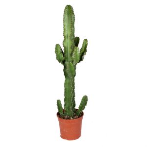 Kaktus von Botanicly – Wolfsmilch Kaktus – Höhe: 70 cm – Euphorbia Eritrea
