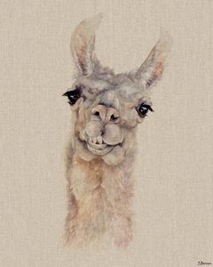 Lamas Poster Leinwandbild Auf Keilrahmen - Rodney, Jane Bannon (50 x 40 cm)
