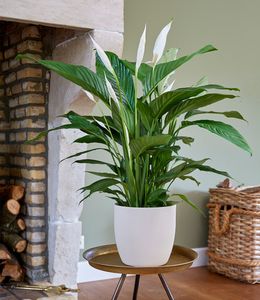 BALDUR-Garten Spathiphyllum | Einblatt|im 55-65 cm hoch, 1 Pflanze, Luftreinigende Zimmerpflanze, unterstützt das Raumklima, Einblatt blühende Zimmerpflanze, mehrjährig - frostfrei halten