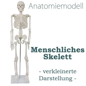 Anatomie Modell Skelett Verkleinert Anatomy Skeleton Menschliches Skelett Menschlicher Körper 87 cm Anatomy Skeleton Human Model mit Ständer Deko MedMod