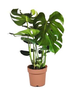 Plant in a Box - Monstera Deliciosa - Höhe 70-80cm - Fensterblatt - Monstera pflanze - Indoor grünpflanze - Topf 21cm