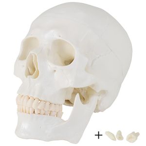MedMod Schädel Anatomie Modell Skelett Lebensgroß Anatomisches Model Schädelmodell Menschlicher Kopf Totenkopf Skull