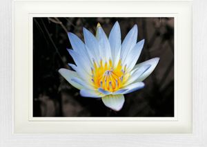 Blumen Gerahmtes Bild Mit Edlem Passepartout | Wand-Bilder | Im Bilderrahmen - Blütenzauber, Weiße Seerose (30 x 40 cm)