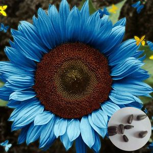 50 Stück/Beutel Pflanzensamen, gentechnikfrei, hohe Keimung, produktive leuchtend blaue Sonnenblumenkerne zum Pflanzen