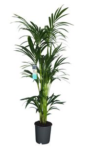 Zimmerpflanze von Botanicly – Kentia Palme – Höhe: 160 cm – Howea forsteriana Kentia