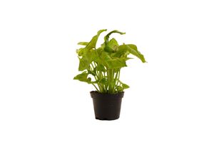 Grünpflanze – Purpurtute (Syngonium Golden) – Höhe: 10 cm – von Botanicly