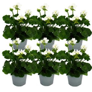 Geranien stehend - Pelargonium zonale - 12cm Topf - Set mit 6 Pflanzen - weiß