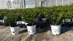 10 Stück Ilex crenata Stokes Heckenpflanze Buchsbaum Ersatz winterhart + robust