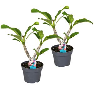 Plant in a Box - Plumeria Hawaiian - 2er Set - Frangipani - Blühende Zimmerpflanze - Tropische Pflanze - Topf 17cm - Höhe 45-55cm