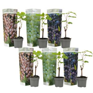 Plant in a Box - Traubenpflanzen - 6er-Mix - Vitis Vinifera - Weintraube - Topf 9cm -Höhe 25-40cm