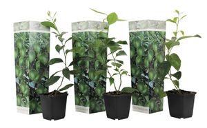 Plant in a Box - Citrus aurantifolia Limette - Zitronenbaum - 3er Set - Topf 9cm - Höhe 25-40cm - Kübelpflanze