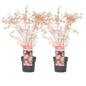 Plant in a Box - Acer Palmatum 'Taylor' - Japanischer Ahorn - 2er Set - Japanischer Ahorn winterhart - Baum - Topf 19cm - Höhe 50-60cm