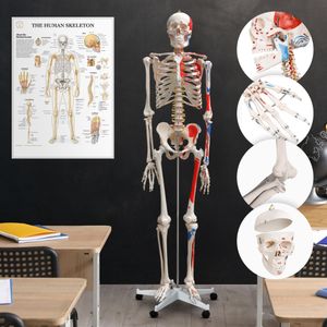 Jago® Anatomie Skelett - Lebensgroß, mit Poster, Ständer, Beweglich, abnehmbare Gliedmaßen - Menschliches Skelett, Anatomisches Körpermodell