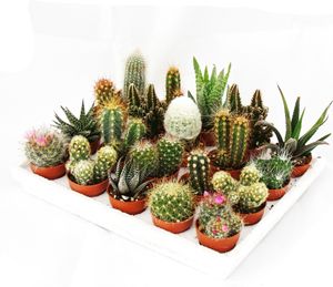 Mini-Kakteen und Sukkulenten - Set mit 20 Pflanzen