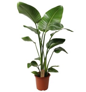 Plant in a Box - Strelitzia Nicolai - Weißer Paradiesvogelblume - Zimmerpflanze - Topf 21cm - Höhe 90-110cm