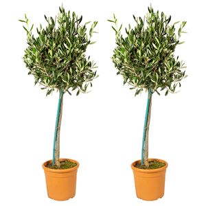 2x Olea Europaea - Olivenbaum am Stamm - Baum - Winterhart – ⌀19 cm - ↕80-90 cm
