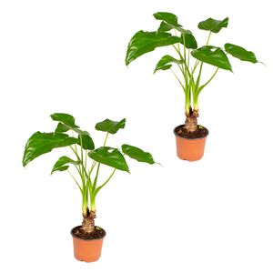 Elefantenohr | Alocasia \'Cucullata\' am Stiel pro 2 Stück - Zimmerpflanze im Aufzuchttopf ⌀12 cm - ↕50 cm