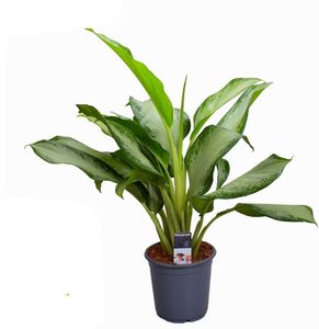 Grünpflanze – Kolbenfaden (Aglaonema Cleopatra) – Höhe: 80 cm – von Botanicly