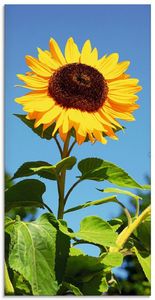 ARTland Glasbild Große Sonnenblume Größe: 30x60 cm