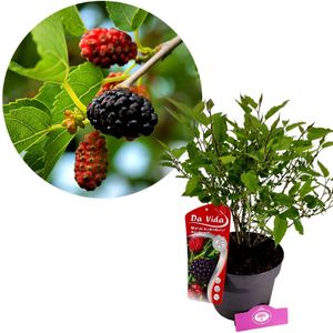 Morus rotundiloba 'Mojo Berry', Zwerg-Maulbeere, 3 Liter Topf