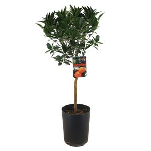 Citrus aurantium 'Tarocco' - Obstbaum - Topf 19cm - Höhe 90-110cm