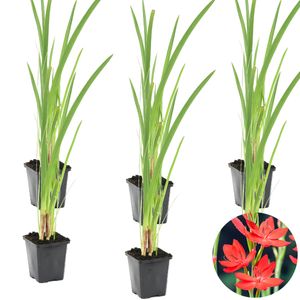 Rote Kaffirlilie | Schizostylis \'Coccinea\' 6x - Teichpflanze im Gärtnertopf ⌀9 cm - ↕15 cm