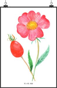 Mr. & Mrs. Panda Poster Blume Hagebutte DIN A2 - Weiß - Geschenk, Wanddekoration, schlechte Gedanken, Blumen, Bild, Blumen Deko, Garten, Handgemaltes Poster, Designposter