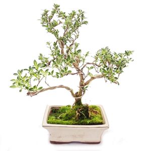 Outdoor Bonsai - Serissa foetida variegata - June Snow - Drzewko 1000 gwiazd 15cm