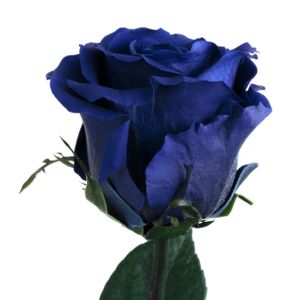 Echte Rose mit Stiel 45-50cm lang haltbar 3 Jahre Infinity Rosen konserviert, Blau