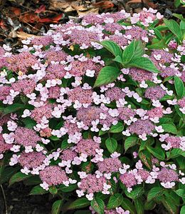 BALDUR-Garten Zwerg-Hortensien 'Lace Delight', Hydrangea serrata, 1 Pflanze, Gartenhortensie Bodendecker winterhart, Wasserbedarf gering, für Standort im Schatten geeignet, blühend