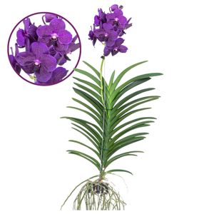 Plant in a Box - Vanda 'Samtige Brombeere' - Tropische Orchidee - Schöne Farbmischung - Blühende Orchidee - Höhe 80-90cm