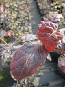 Fagus sylvatica Purpurea - Blutbuche - Purpurbuche - 60-80