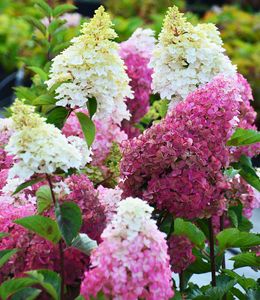 BALDUR-Garten Freiland-Hortensie "Fraise Melba®", 1 Pflanze, Hydrangea paniculata winterhart, pflegeleicht, für Standort im Schatten geeignet, blühend