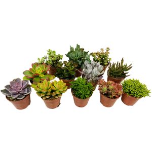 Plant in a Box - Mini-Sukkulenten - 12er Mix - Zimmerpflanzen - Dekorativ und sehr Pflegeleicht - Topf 5,5cm - Höhe 5-10cm