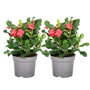 Plant in a Box - Euphorbia Milii 'Christusdorn' - 2er set - Zimmerpflanze - Sukkulente - ⌀ 13 cm - Höhe 25-35 cm