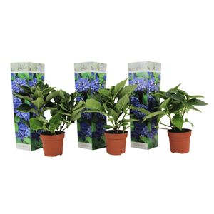 Plant in a Box - Hydrangea macrophylla Blau - 3er Set - Blaue Hortensien - Topf 9cm - Höhe 25-40cm