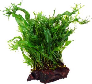 Korzeń bonsai (5-8 cm) obsadzony paprocią Windelov (Microsorium pt. windelov)