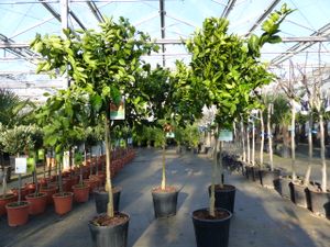 Citrus Sinensis Orangenbaum Stamm 140-180 cm Zitrus Orange Obstbaum