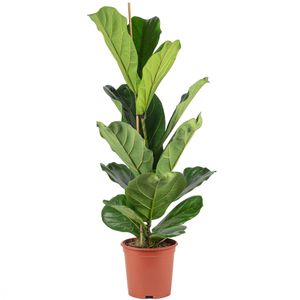 Geigenfeige - pflegeleichte Zimmerpflanze, Ficus Lyrata - Höhe ca. 100 cm, Topf-Ø 21 cm