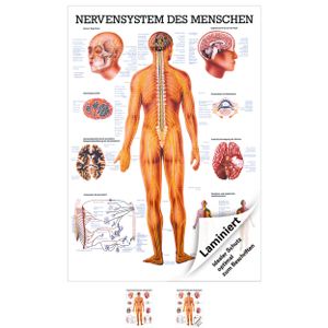 Nervensystem Mini-Poster Anatomie 34x24 cm medizinische Lehrmittel