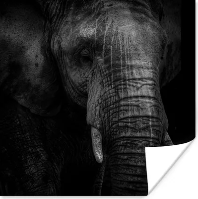 Produktbild von MuchoWow® Poster Elefant - Tier - Porträt 50x50 cm - Wohnzimmerdekoration