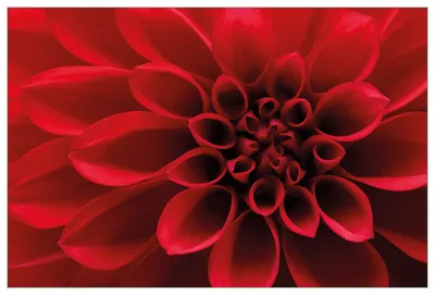 Produktbild von Wallario Küchenrückwand aus Glas, Größe: 90 x 60 cm, Motiv: Rote Dahlienblüte in Nahaufnahme | Spritzschutz | abwischbar | pflegeleicht | in