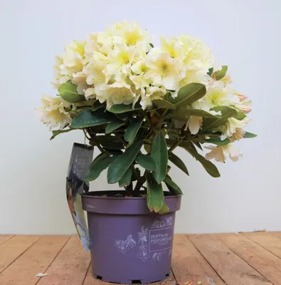 Produktbild von Rhododendron 'INKARHO', gelbe Dufthecke, 30–40 cm