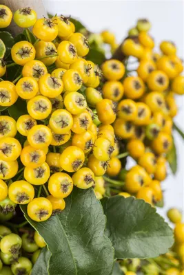 Produktbild von Pyracantha 'Soleil d'Or', Feuerdorn, gelb, 100–125 cm