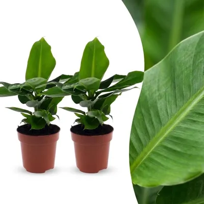 Produktbild von Musa Oriental Dwarf – Zwergbanane – 2 Pflanzen - 30cm - Ø12cm