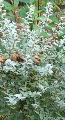 Image de Salix repens 'Nitida' - Saule 30- 40 cm - conteneur