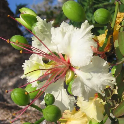Image de Decarys Flamboyant (Delonix decaryi)  - 5 plants