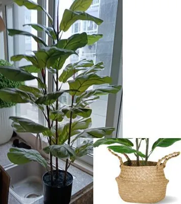 Zdjęcie produktu dla Künstliche Geigenfeige Ficus Lyrata 39 Zoll Schwarz