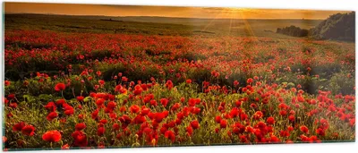 Produktbild von Bilder auf glas - Mohn Blume Wiese - 140x50cm - Glasbilder - Wandbilder - Kunstdruck - zum Aufhängen bereit - Wanddekoration aus Glas - Glas Bilder - Wandbild auf Glas - Einteilig - GAB140x50-3643